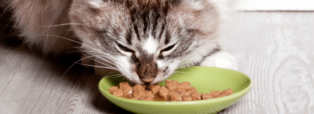 הידעתם? תזונה נכונה חיונית לבריאותו ולרווחתו של החתול שלכם. בדיוק כמו בני אדם, חתולים צריכים לצרוך מגוון חומרים מזינים כדי לתפקד בצורה מיטבית - נפשית וגופנית. הכירו את הסיבות לכך שתזונה נכונה חשובה לחתולים: